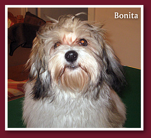 Bonita 13 hnaposan,  havanese lny kutya