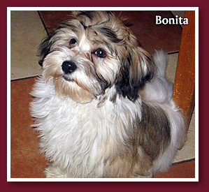 Bonita at 4 months old