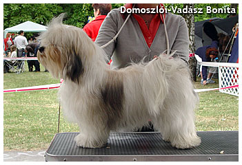 Bonita - Szkesfehrvr CACIB Dog Show