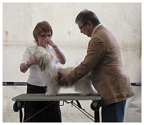 Bonita - Szkesfehrvr CACIB Dog Show