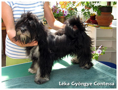 Lka Gyngye Contessa - is 6 months old in the pictures